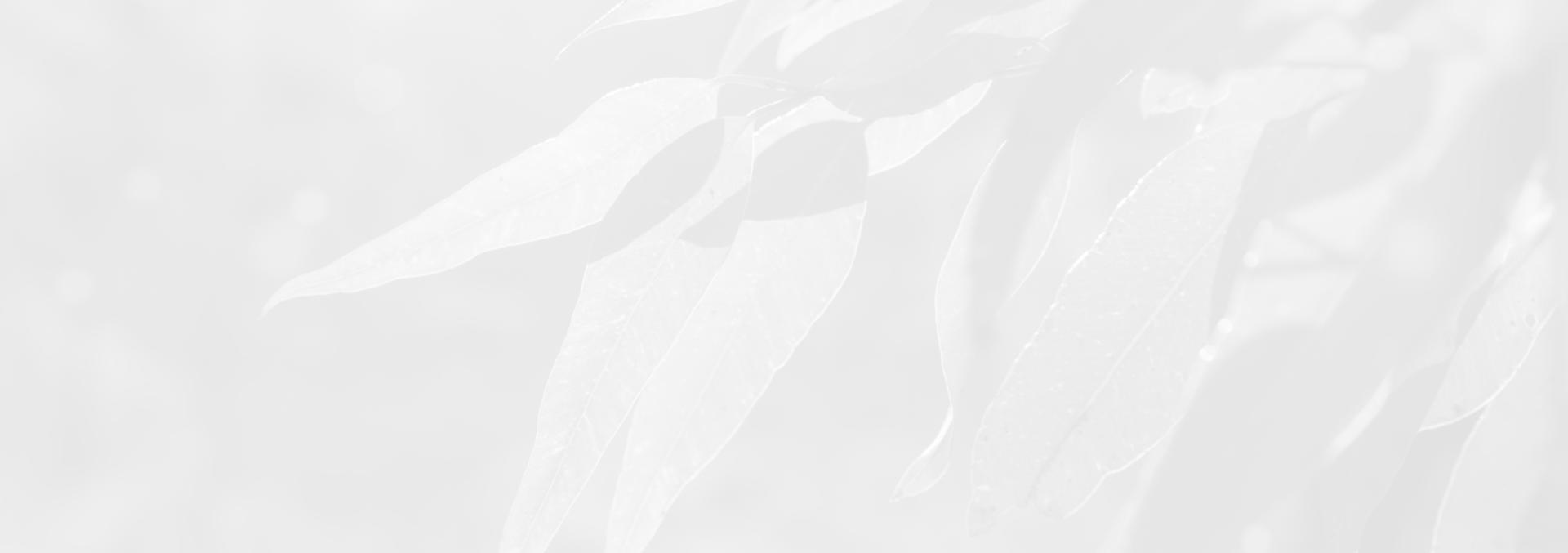 Gum leaves header